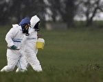 英爆發高危禽流感  16萬隻火雞被殺