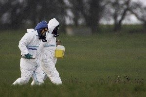英爆發高危禽流感  16萬隻火雞被殺