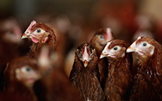 世衛關注 印尼停供禽流感病毒樣本