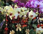 老百姓谨慎消费 中国新年鲜花价格下跌