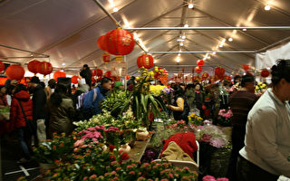 参观者络绎不绝 华埠新年花市受欢迎