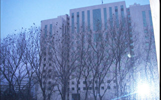 投書：遼寧省委辦公樓前樹上成群的烏鴉