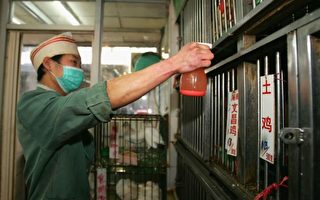 研究：禽流感H5N1源自粤