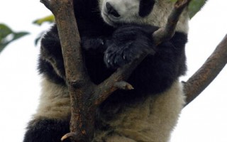 为受伤熊猫装义爪  中国保育中心向外求助