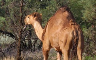 澳洲百年大旱 骆驼找水搞破坏
