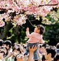 去年四月东京上野公园/的樱花AFP/Getty Images