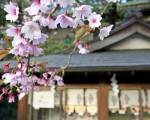 东京樱花开了  在日本全国拔得头筹