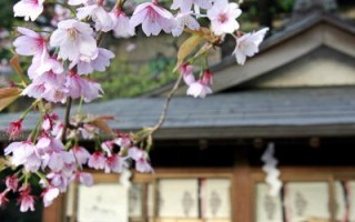 东京樱花开了  在日本全国拔得头筹