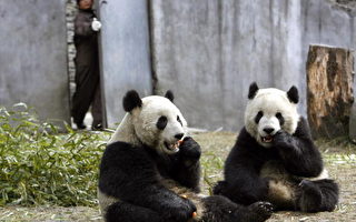 中国熊猫何时才不须再肩负政治任务？