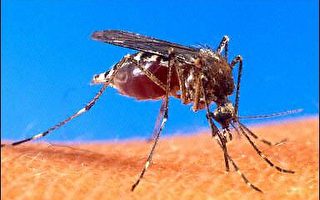 美科学家培育出抗疟基因改造蚊