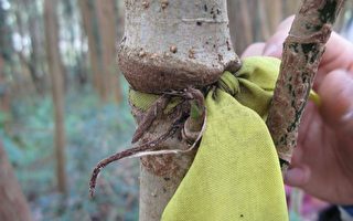 登山布条阻碍林木生长 玉管处：勿触法