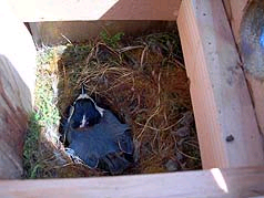 八仙山森林游乐区鸟巢箱 赤腹山雀产卵