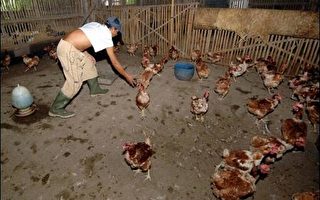 禽流感疫情升高 印尼再添两起死亡病例