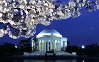 組圖：四月到華盛頓看櫻花