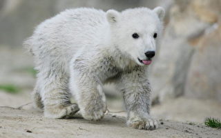 小北极熊令动物园股价劲升