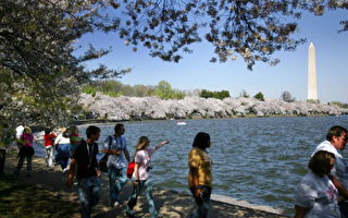 华盛顿一片樱花海洋吸引各地游客