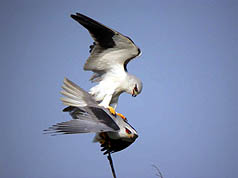 黑翅鸢彰化地区繁殖率低  鸟友疑有人偷雏鸟