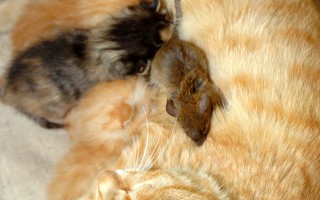 母貓叼來老鼠當寶  貓鼠上演一家親
