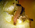 新西兰的苹果中有一只活蠹蛾幼虫，已依规定通知纽国暂停苹果输台作业，并自即日起全面加强检疫。//(图：防检局提供) 中央社