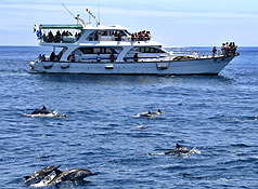 國際海豚年　龜山島鯨艷啟航
