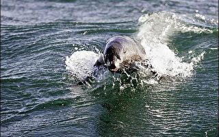 气温暖化冰层提早融化  里海海豹大批死亡