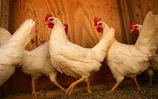 中国毒饲料案扩大 美250万只鸡沦陷