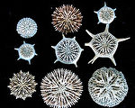 国科会十七日公布2001年起推动的“台湾深海生物多样性之调查研究”成果，共发现 523台湾新纪录、80世界新种，引发国际 4大计划注目。图为美丽的深海单体珊瑚。(行政院国科会提供)// 中央社