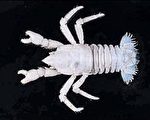 80种全球首见深海生物 台湾发现