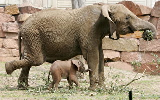 组图：德国柏林Tierpark动物园小象重获新生