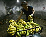 最近中國出口食品和藥物的安全受到國際關注，此時海南出產的香蕉被指含有類似Sars薩斯病毒，導致香蕉價格下跌。(Photo by Cancan Chu/Getty Images)