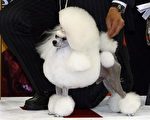 世界狗展比賽 迷你貴賓勇奪首獎