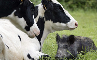 今夏美國牛奶價格將大幅飆升