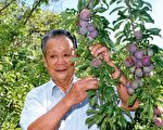 梅山紅肉李開放採果