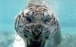 组图：谁说老虎怕水？