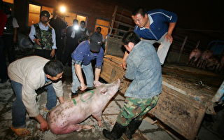 中共证实1.8万头猪染疫死亡