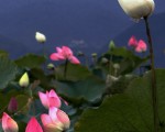 品味高雅 白河蓮花節9日登場