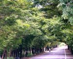 新市綠色隧道 紫檀蔭遮天