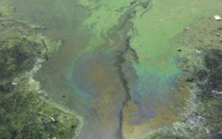 卫星监测　太湖和巢湖又现大范围蓝藻