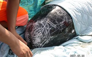 嘉縣府全力搶救  擱淺的花紋海豚
