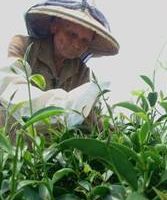 苗竹東方美人茶 93歲祖母挽茶唸山歌