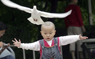 外電：中國對鴿子「宣戰」