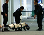 法轮功学员被香港航警用镇暴毯包裹住，然后被丢上平台车被航警拖走强制送上机。（图：新唐人）