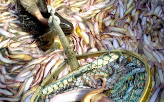 华邮:中国鱼 中药+抗生素对付污染
