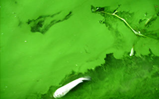 组图：苏州爆发蓝藻大量鱼死亡