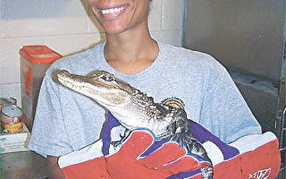 鱷魚現身維州瑞斯頓社區 疑是民眾丟棄寵物