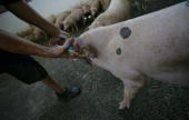 中國農業部：長江流域豬藍耳病疫情嚴重