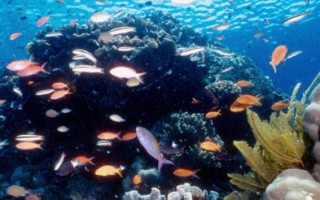 【世界之最】世界上最大的珊瑚礁──大堡礁