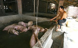 重慶：豬肉漲價 農民卻不敢養豬