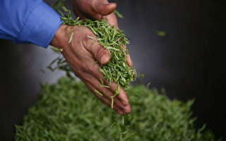 廣州市面三成茶葉含殺蟲劑