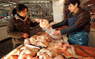 中國病死雞 八成祭五臟廟